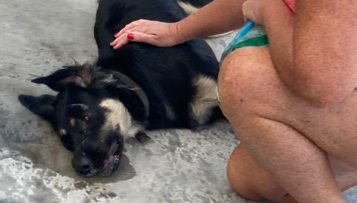 Bodrum'da 3 köpek zehirlenerek öldürüldü Bodrum'da 3 köpek zehirlenerek öldürüldü