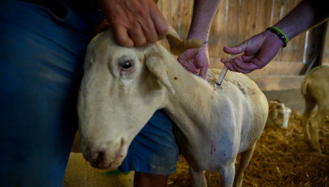 "Mavi dil" salgını Avusturya'ya da sıçradı