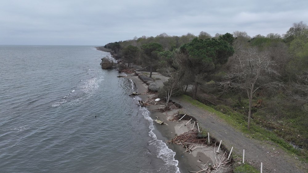 Terme Ovası'nda kıyı erozyonu ağaçları devirdi 72 QO BALPwcUSTerJNtASYFQ