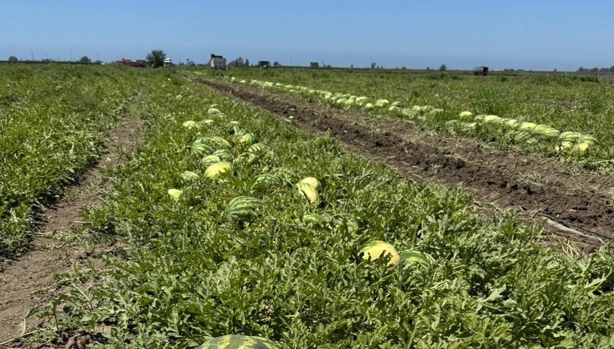 Adana'da hasadı hız kazandı, fiyatı düştü: Tarlada kilosu 5 TL