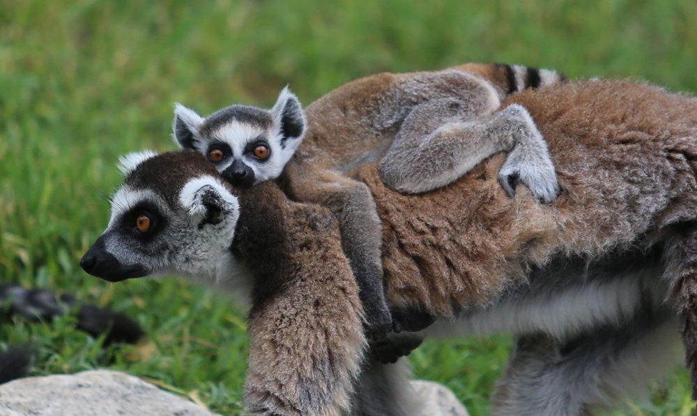 Bursa'daki lemur ailesi büyüyor - 11