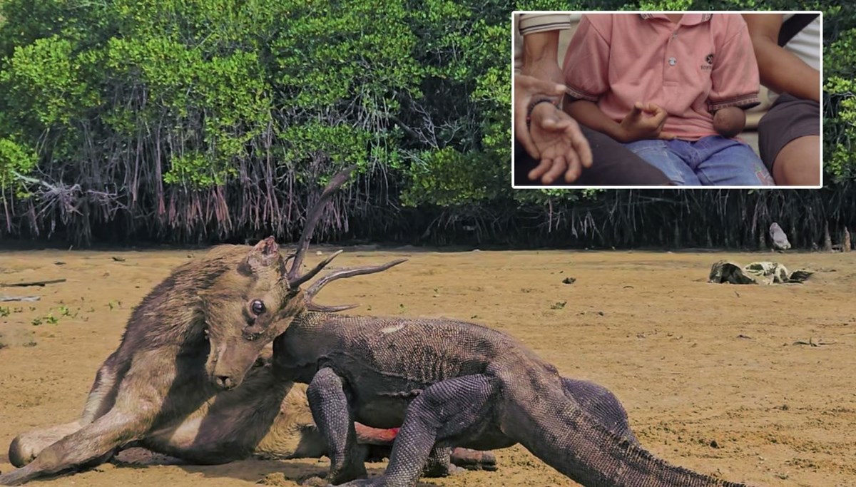Komodo ejderi saldırısı Komodo ejderi saldırısı