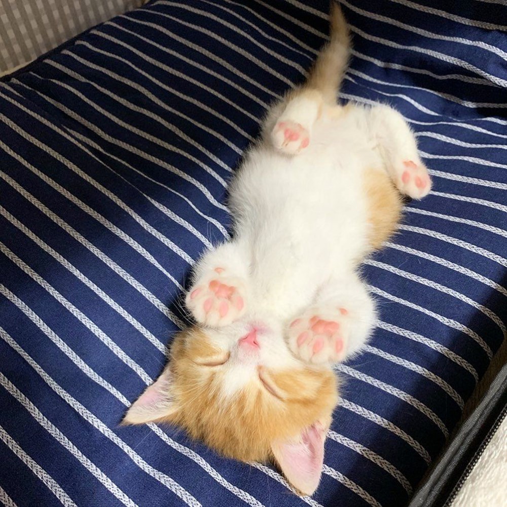 Милые спящие котики