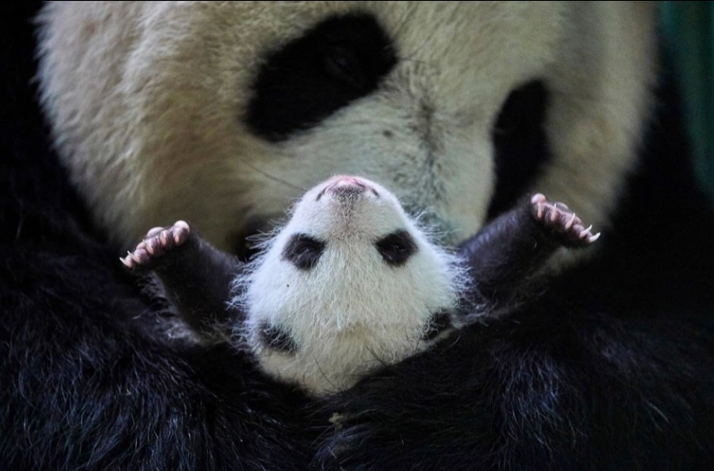 Çin'de doğan ikiz pandalar dünyanın ilgi odağı oldu - 4