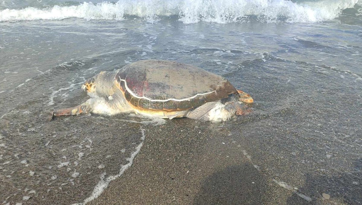 Samandağ sahilinde ölü caretta bulundu Samandağ sahilinde ölü caretta bulundu
