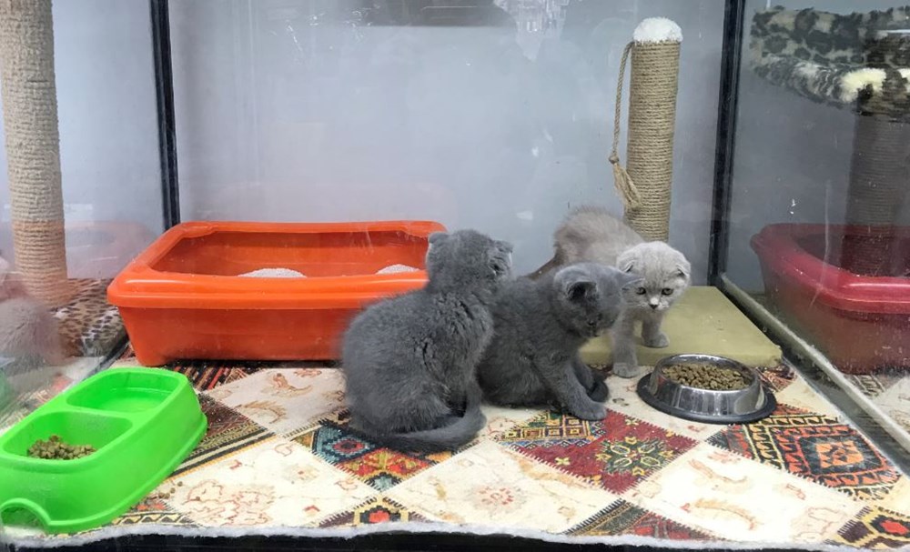 Pet shoplarda kedi-köpek satışında son günler - 7