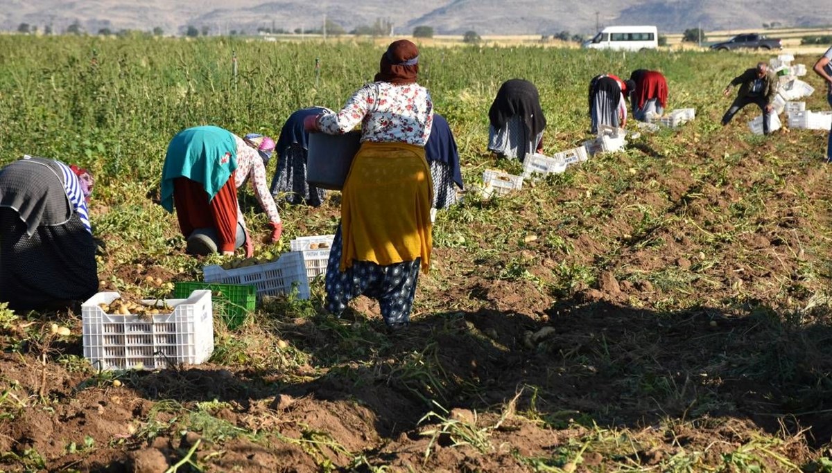 Hasat başladı, üreticinin yüzü güldü: Kilosu tarlada 10-12 TL