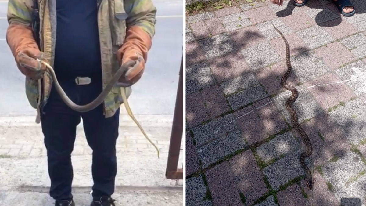 İstanbul'da yılan riskinin olduğu yedi ilçe İstanbul'da yılan riskinin olduğu yedi ilçe
