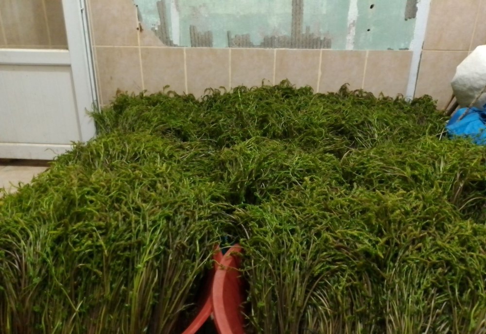 Dağlardan bedavaya toplanıyor, 100 TL'ye satılıyor: "Aydın'ın nimeti" olarak bilinen şifalı bitki 73