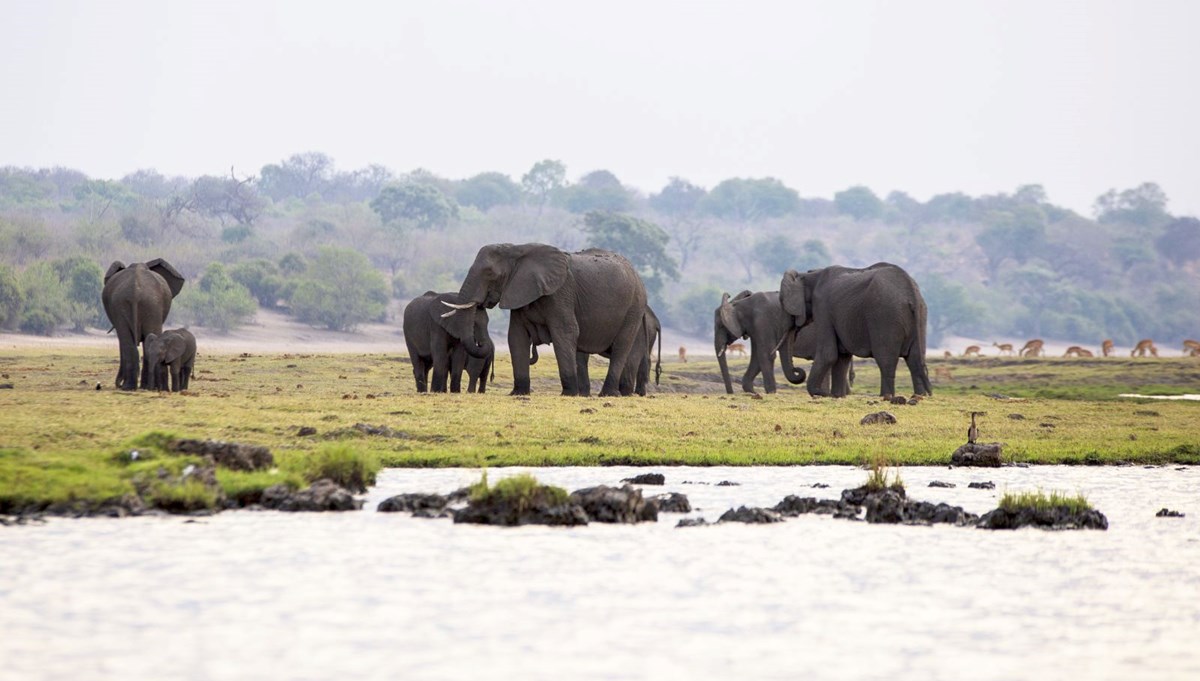 Afrika'nın fil cenneti: Chobe Ulusal Parkı