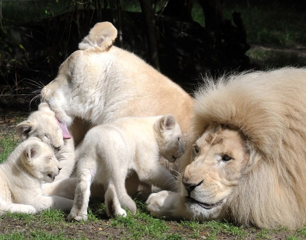 Ухаживают за потомством. Семья Львов. Белый Лев. Детеныш белого Льва. Семья белых Львов.