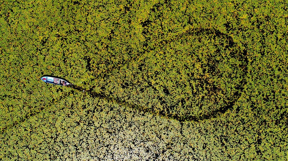 Türkiye'nin en büyük nilüfer bahçesi: Beyşehir Gölü - 11