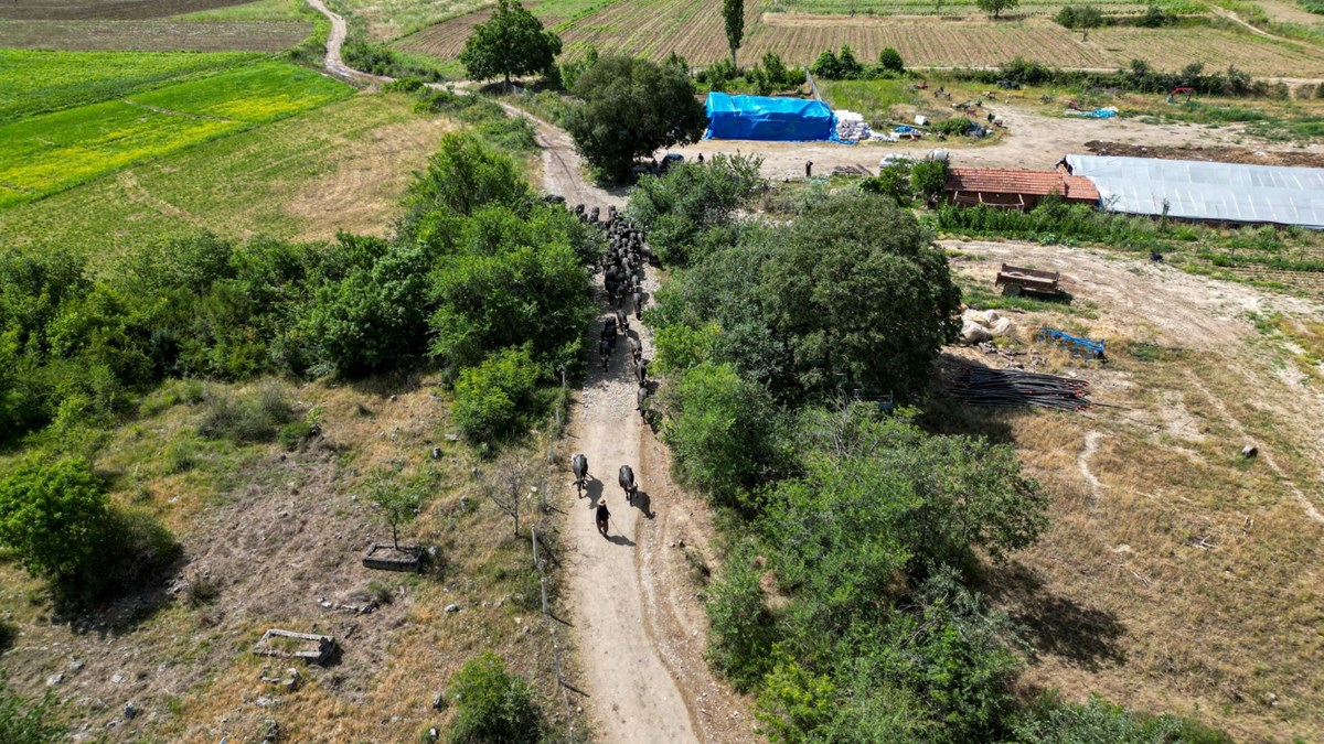 Burası Afrika değil, Tokat! Belgeselleri aratmayan görüntüler