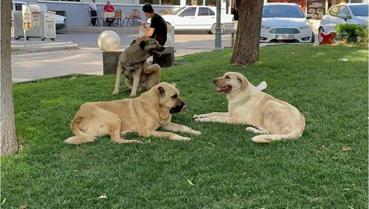 Sahipsiz köpek çocuğu yaraladı