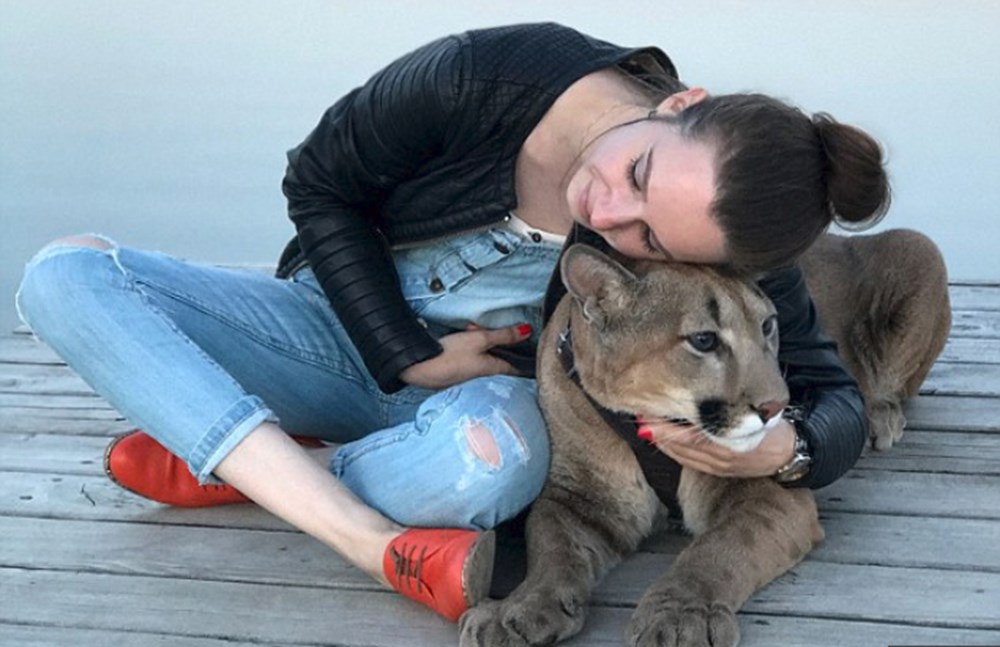 Kedi yerine puma sahiplendiler (Dünyadaki ilk evcil puma Messi