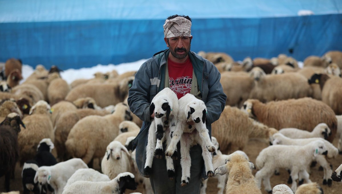 Erzincan'da besicilerin kuzu nöbeti: 