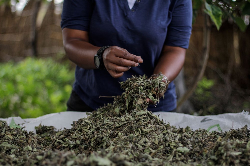 The plant that the African country hopes for, Zumbani: We would be dead if we didn't use it - 9