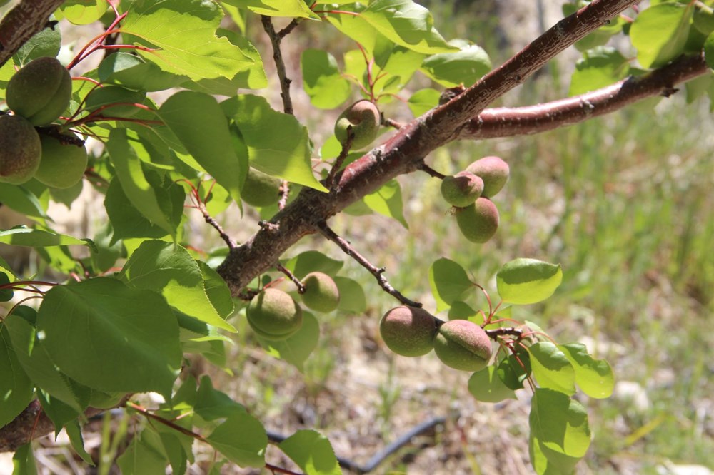 Türkiye'nin sofralık kayısı üretim merkezi: "İlçede ziyan yaklaşık yüzde 30" 73
