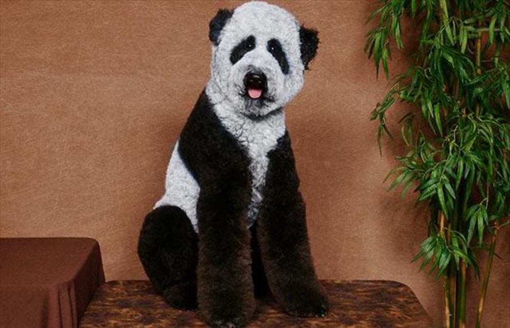 Panda kılıklı köpek! Magazin Haberleri NTV