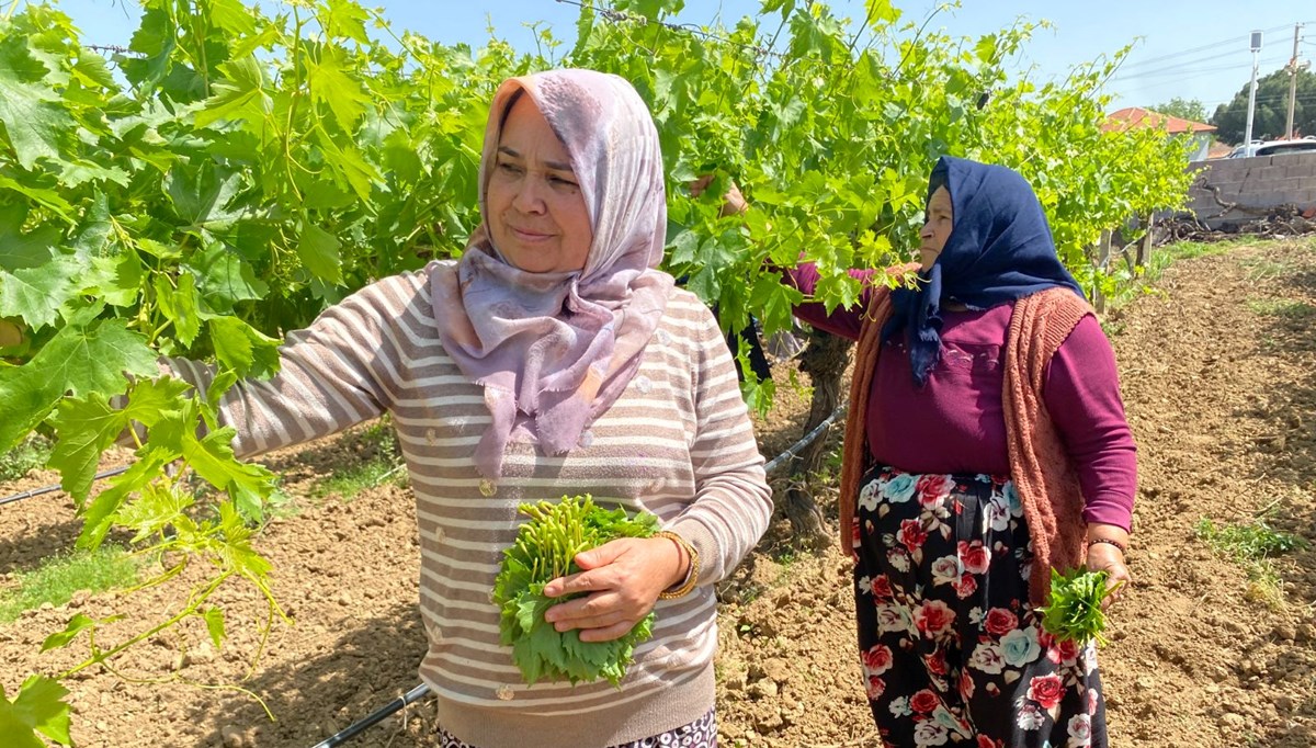 Yaprağı meyvesinden daha çok kazandırıyor: Erken saatte toplayıp satıyorlar