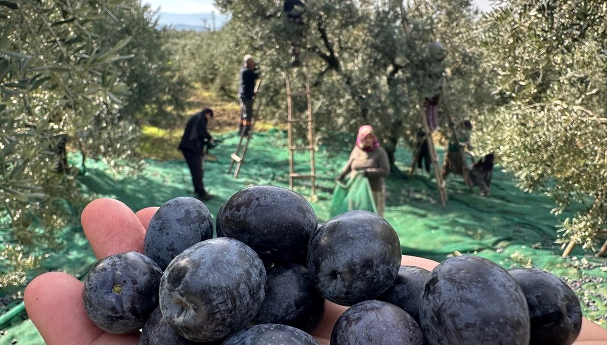 Bursa'da zeytin hasadı başladı
