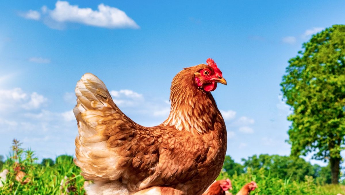 Yapay zeka tavuk seslerini tercüme ediyor Yapay zeka tavuk seslerini tercüme ediyor