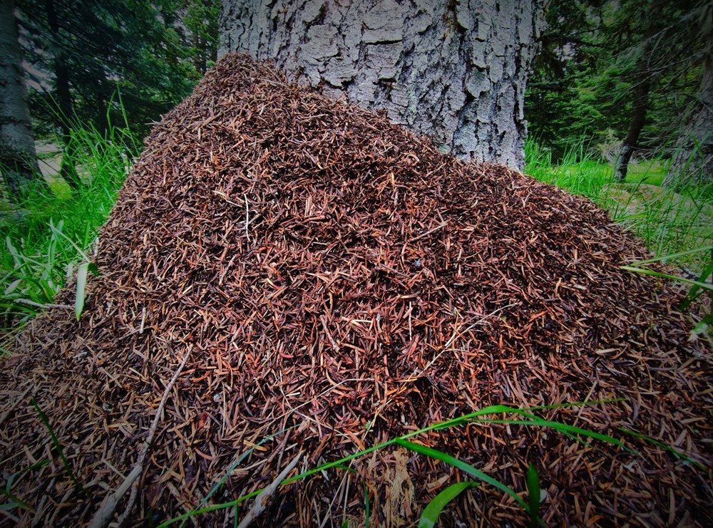 Uludağ’da dev karınca yuvaları - 2