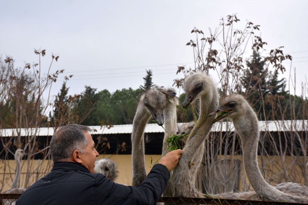 Sıcak hava deve kuşlarını da etkiledi... Kışın ortasında yumurtlamaya başladılar - 7