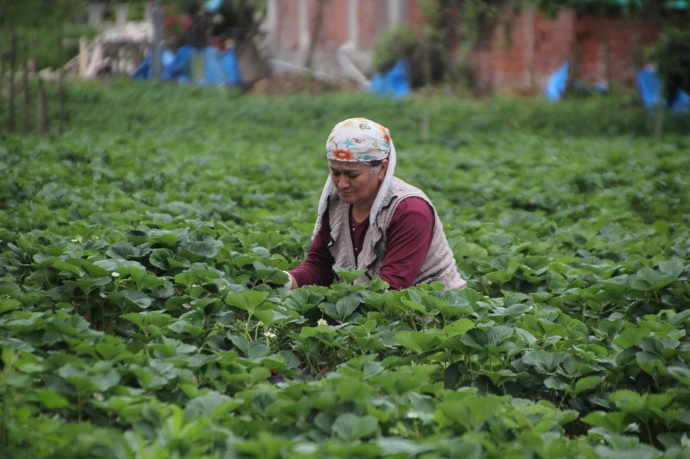 Yılın yarısını tarlada geçiriyorlar: Bakımı ve hasadı sıkıntı 76 Qbh rgR8CU6Nt6ZYVa19pw