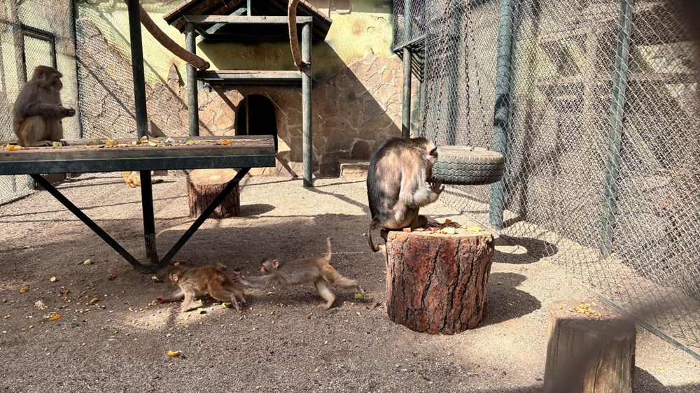 Yeni ailesi "Fıstık"ı kabul etti! - 4