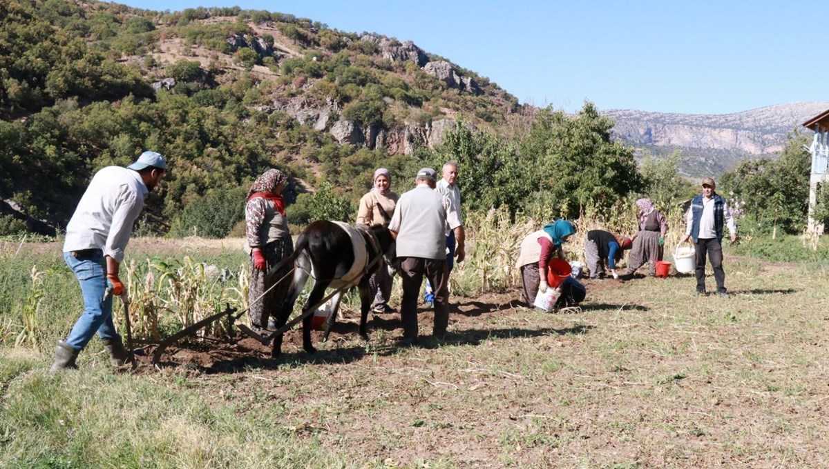 Eylül ayı geldi, söküm başladı:  Atalardan kalan kara sabanla yapılıyor