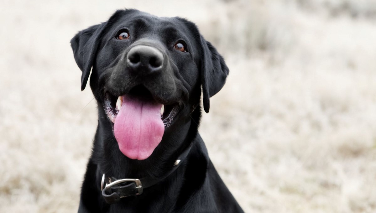 Rüyada siyah köpek görmek ne anlama gelir?