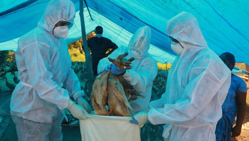 Almanya’da kuş gribi alarmı: 62 bin hindi ve ördek itlaf edilecek