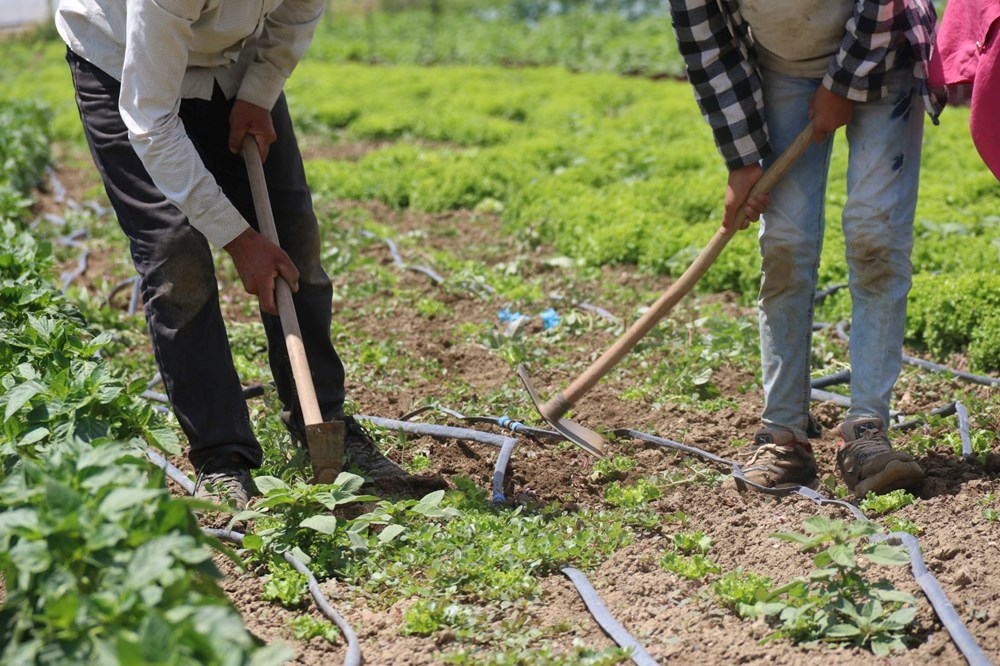 Mevsimlik işçilerin zorlu mücadelesi: Yüksek sıcaklığa rağmen çalışıyorlar - 4