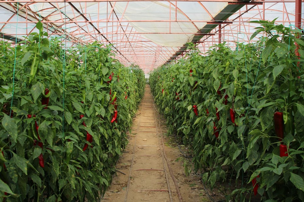 Halk arasında "kör duman" adıyla biliniyor: Senenin yarısını güneş görmeden geçiriyorlar - 6