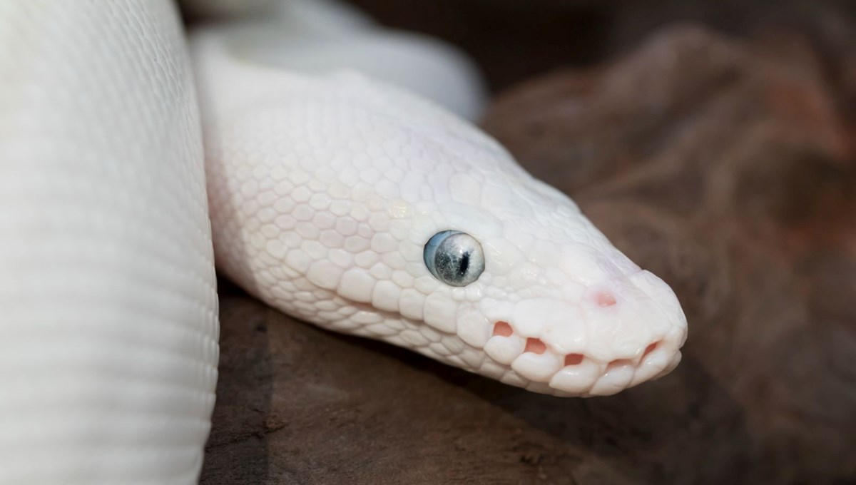 Rüyada beyaz yılan görmek ne anlama gelir? Rüyada beyaz yılanın ısırması ne anlama gelir?