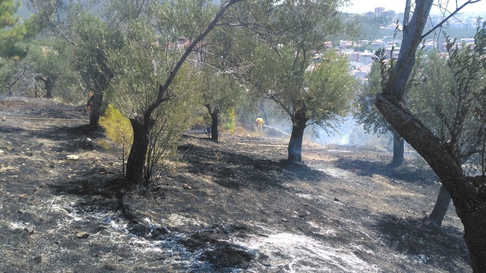 Balıkesir Edremit'te zeytinlik alanda yangın - 1