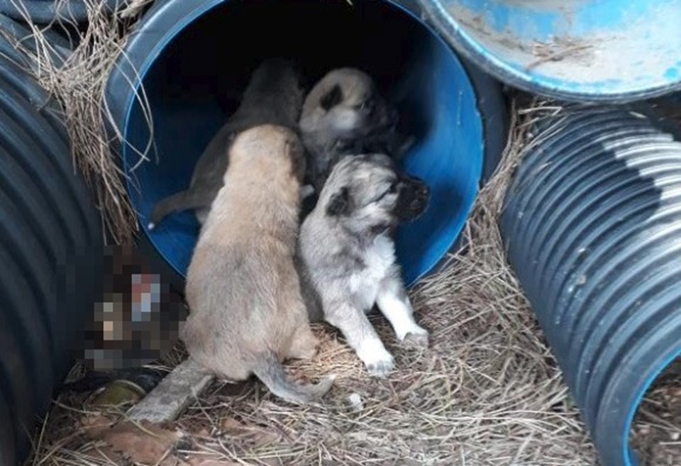 Erdek'te zehirli et verilen köpek ile 3 yavrusu ve 3 kedi öldü - 1