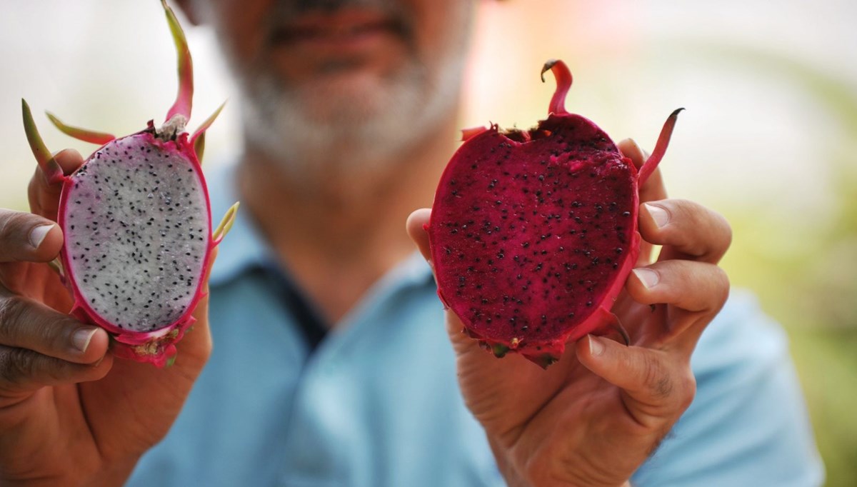 Marmara Bölgesi'nde tek o üretiyor: Kilogramı 15-30 TL arasında değişiyor