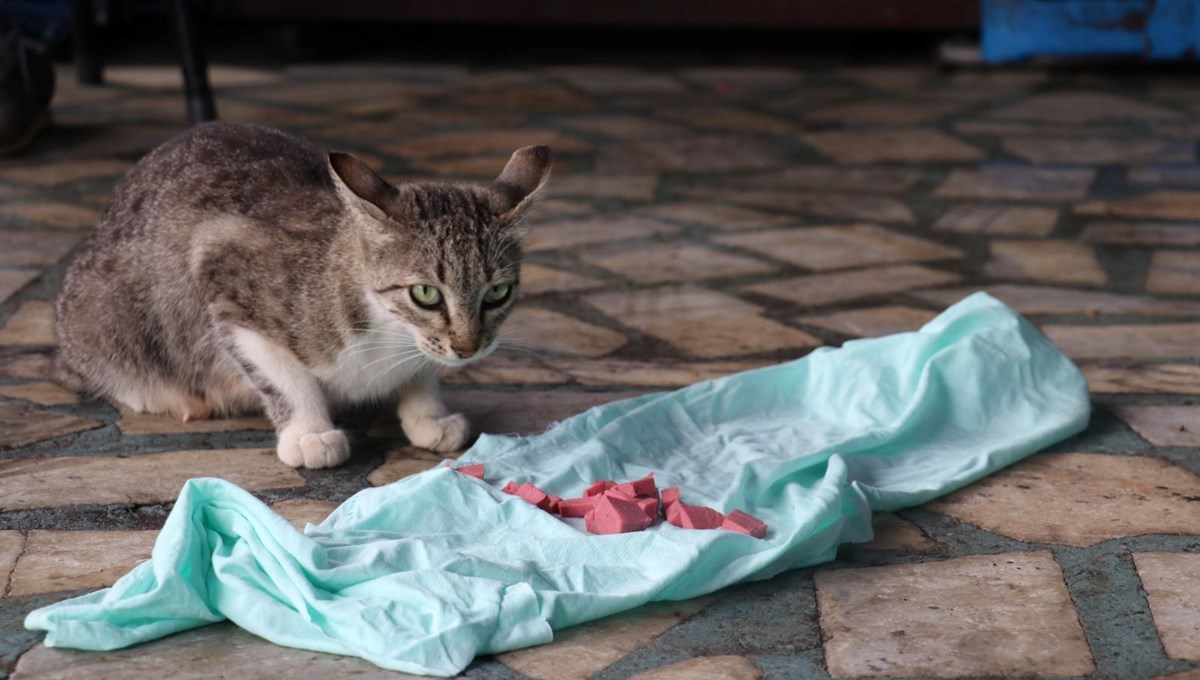 ''Psikopat'' isimli kedi, sanayinin maskotu oldu: ''Bunlardaki akıl kimsede yok''