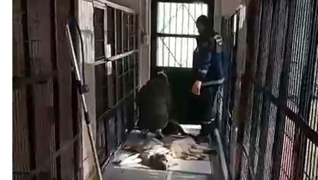 Hayvan barınağında kan donduran görüntüler