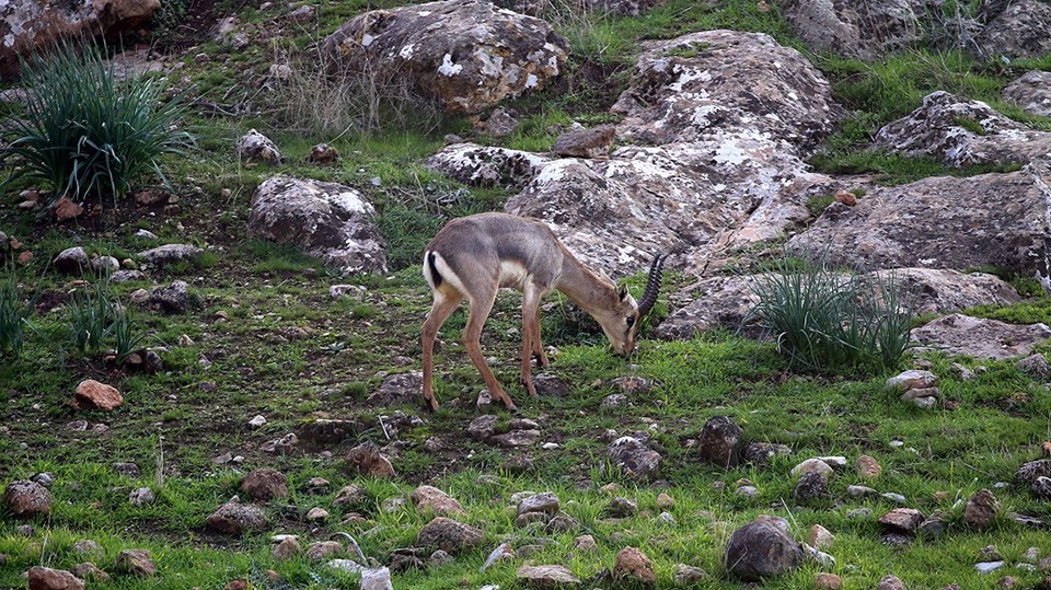 Hatay'da 'gazella gazella' popülasyonunda artış - 1