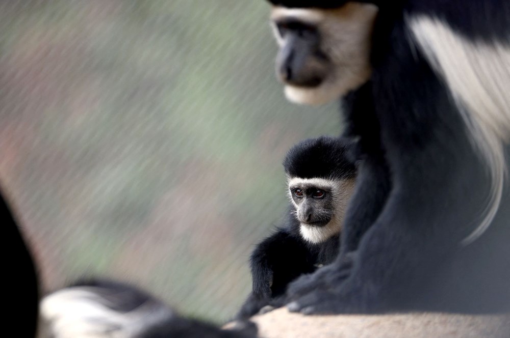 Brezilya'da maymun çiçeği vakaları nedeniyle maymunlara saldırılar artıyor - 2