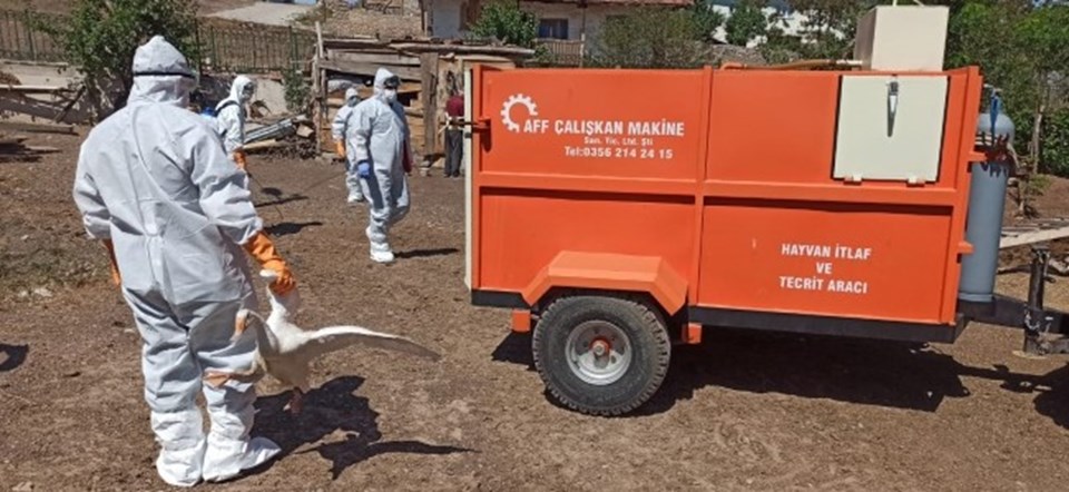 Tokat'ta kuş gribi şüphesi: 200 hayvan itlaf edildi - 1