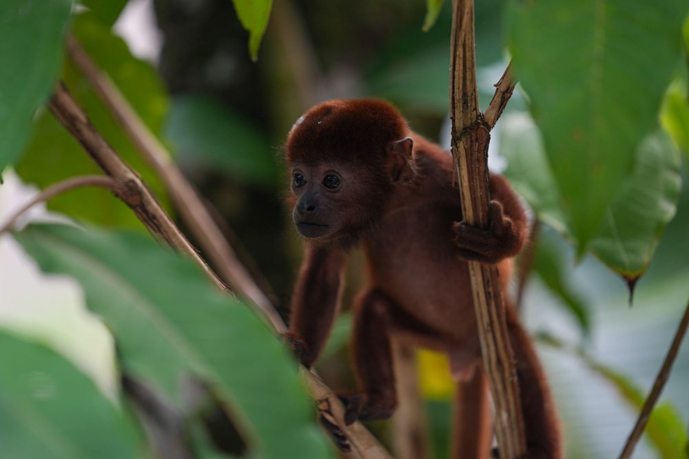 Kolombiya'da yavrusu ele geçirildi: Sesleri 5 kilometreden duyulabiliyor - 3