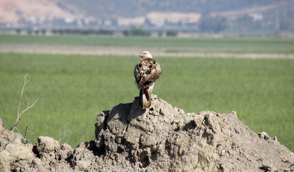 Göç yolu üzerindeki Hatay'ı 233 kuş tipi ziyaret etti 72 Qoaq5s8ZSEK0m4At5g9F6Q