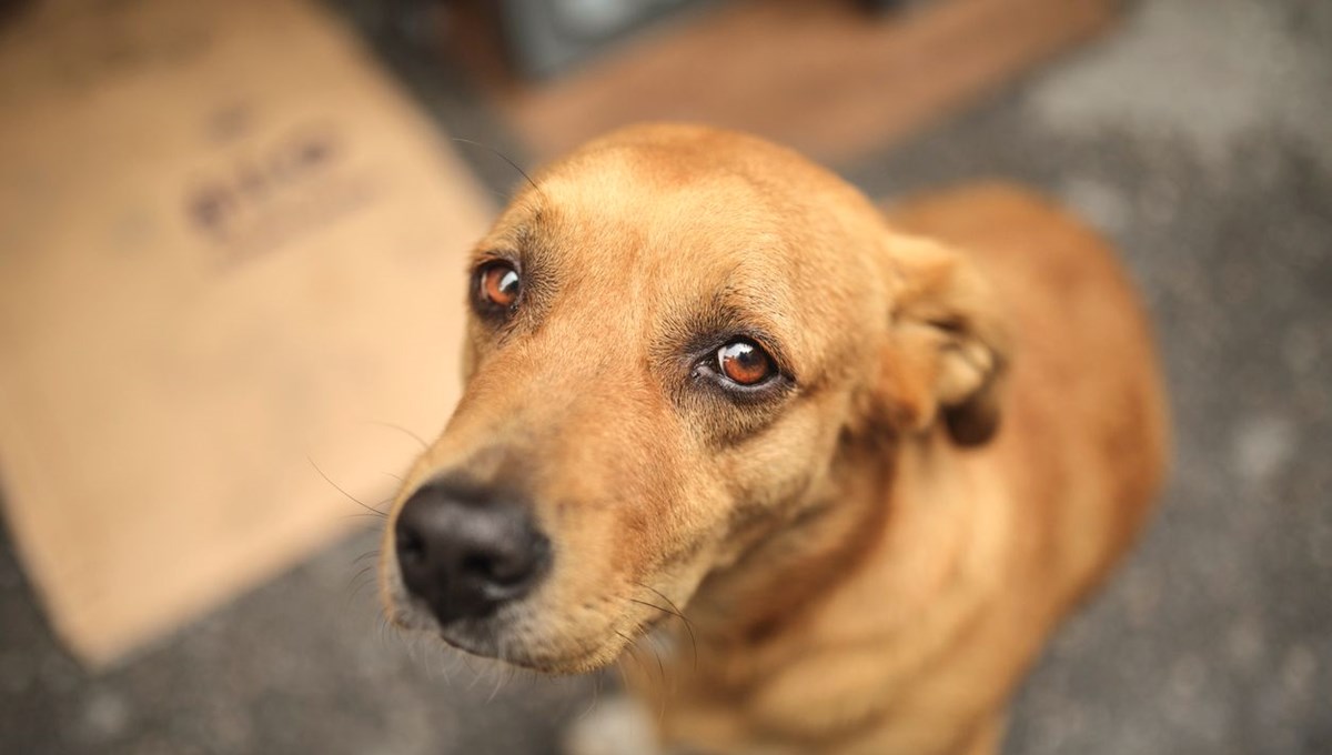 Köpeklerin en sevdiği renk ortaya çıktı! Köpeklerin en sevdiği renk ortaya çıktı!