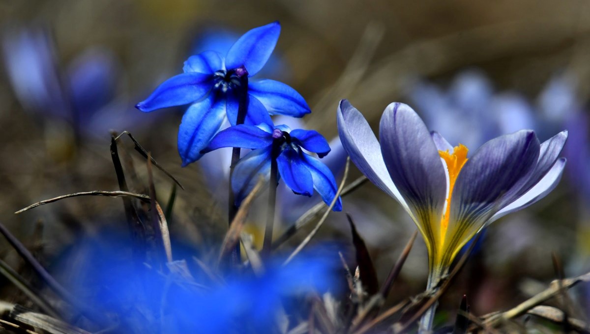 Kars'ta baharı müjdeleyen mor kardelen ve çiğdemler çiçek açtı