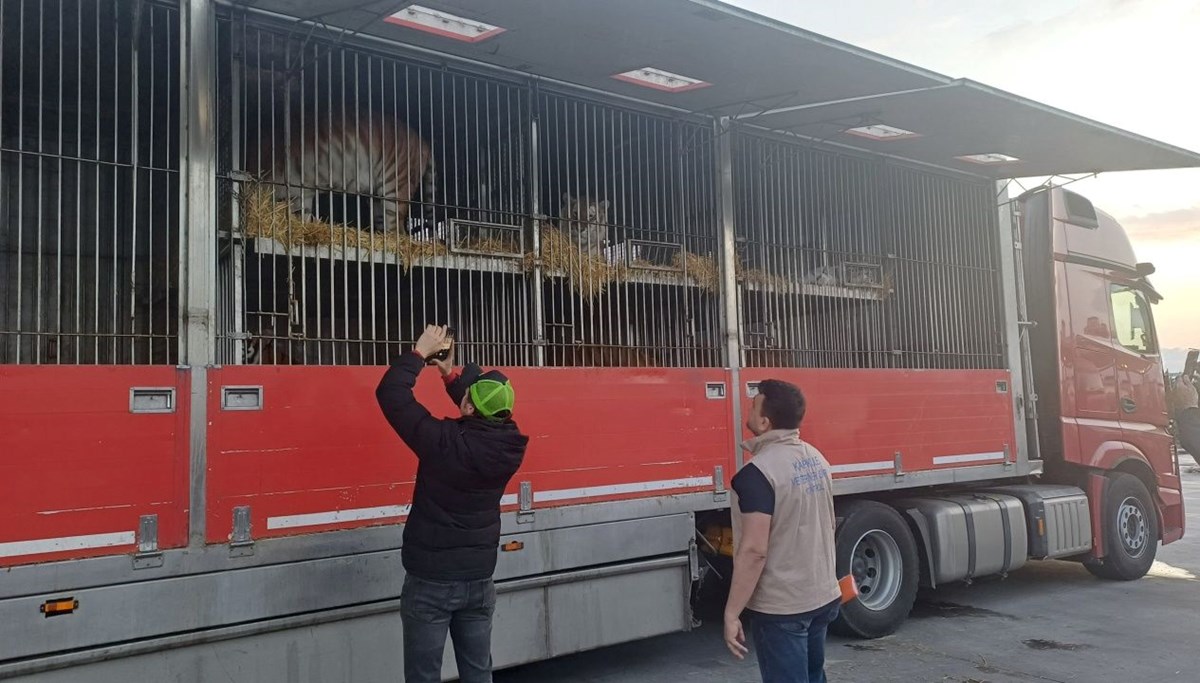 Azerbaycan'a giden 11 kaplan Kapıkule'den Türkiye'ye giriş yaptı