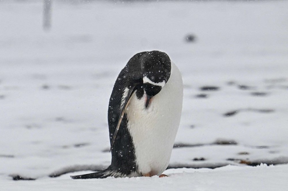 Antarktika'da ilk kuş gribi vakası görüldü - 6